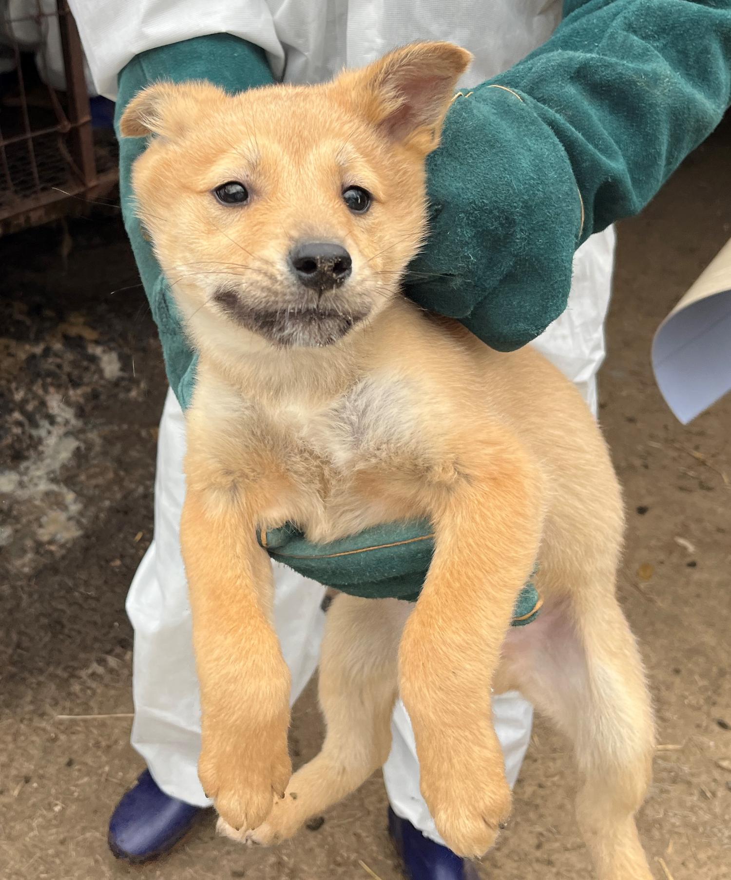 진도개메디컬센터_446500202300169